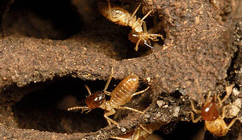 termites